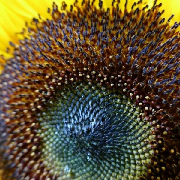 Helianthus annuus Flower