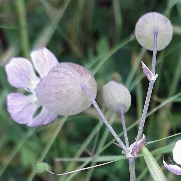 Silene vulgaris Kvet