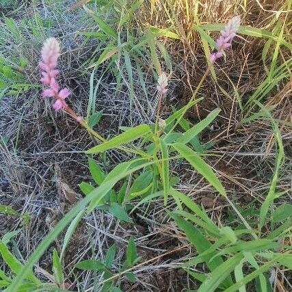 Digera muricata Blomma