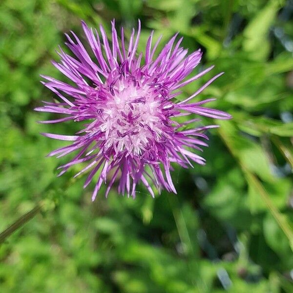 Centaurea nigrescens Cvet