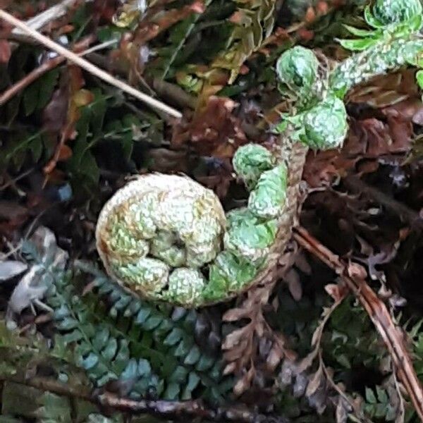 Polystichum braunii पत्ता