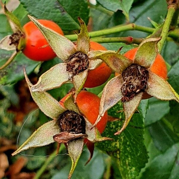 Rosa villosa Frutto