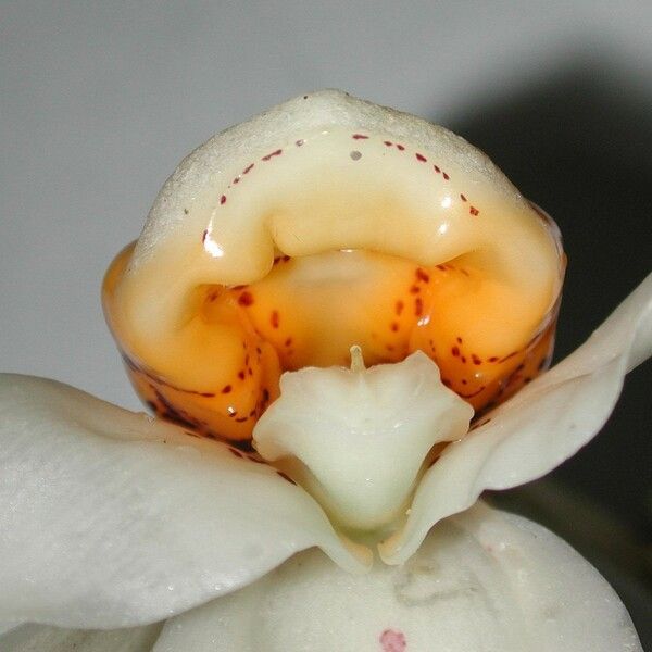 Stanhopea ecornuta Altres