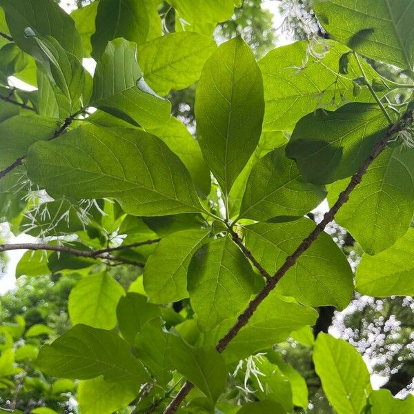 Chionanthus virginicus Blatt