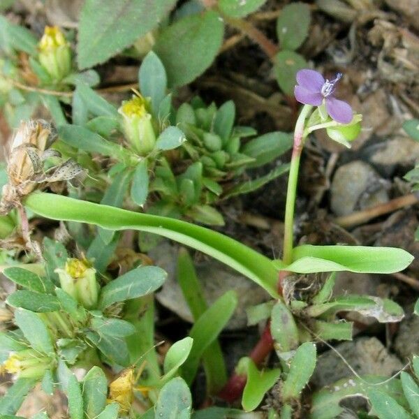 Murdannia nudiflora Агульны выгляд