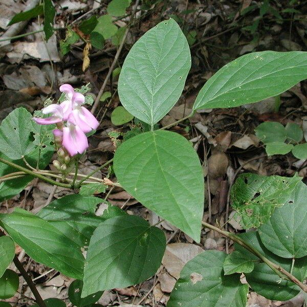 Canavalia ensiformis Habit