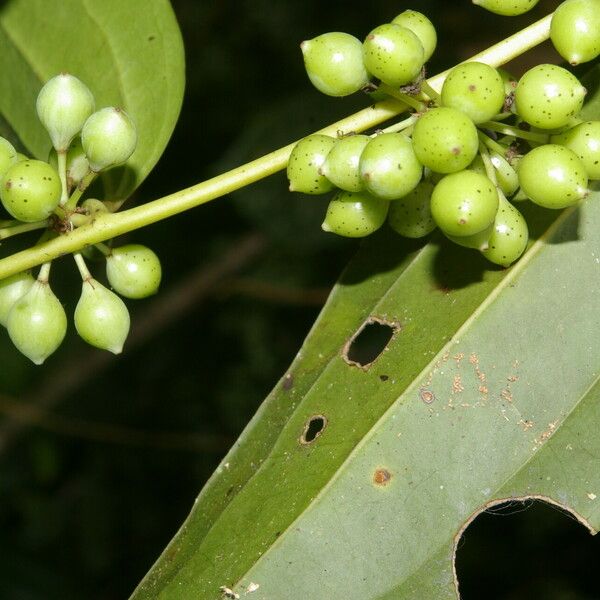 Smilax domingensis 果實