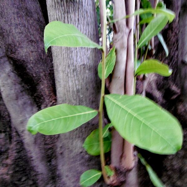 Terminalia catappa पत्ता