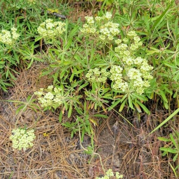 Eriogonum heracleoides Flor