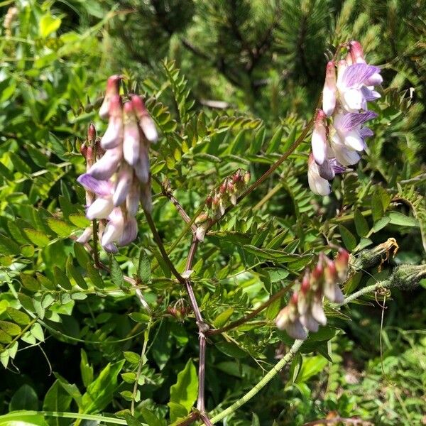 Vicia sylvatica Fleur