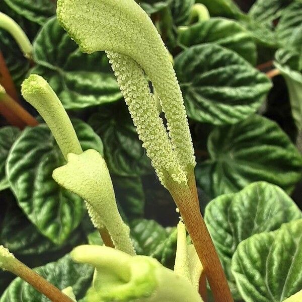 Peperomia caperata 花