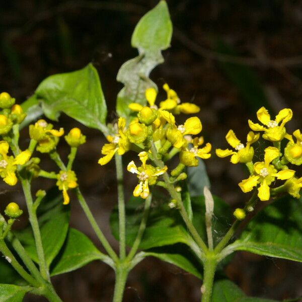 Bunchosia nitida Flower