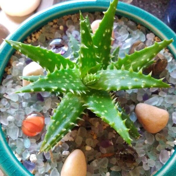 Aloe juvenna ഇല