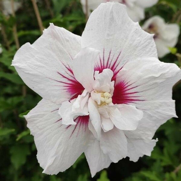 Hibiscus syriacus Λουλούδι