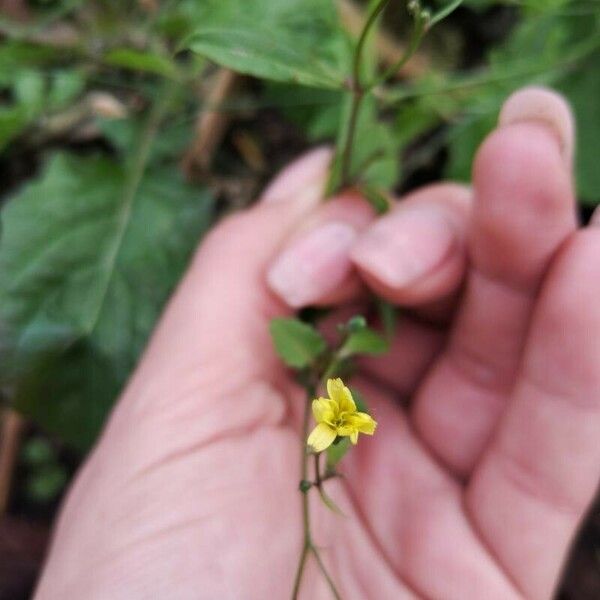 Lapsana communis 花