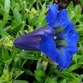 Gentiana acaulis ফুল