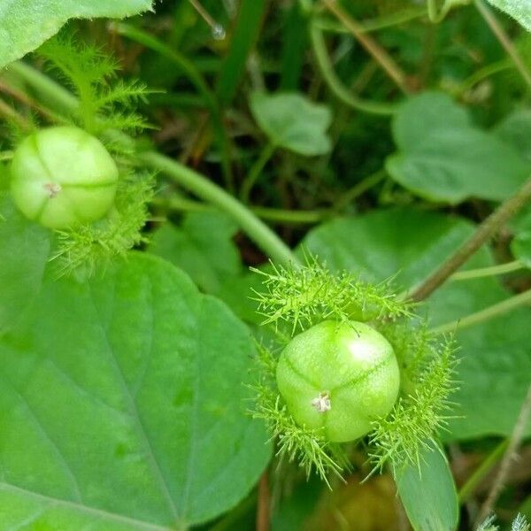 Passiflora foetida Лист