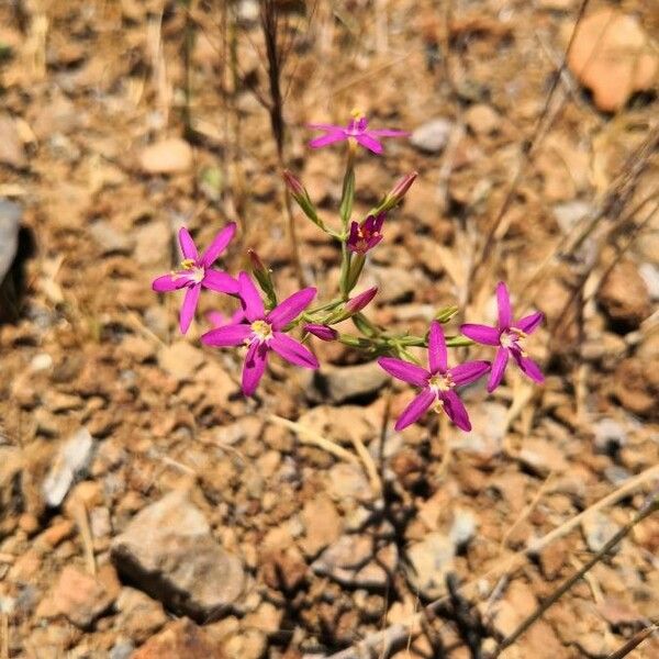 Centaurium tenuiflorum Õis