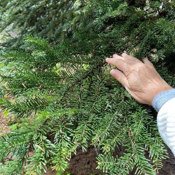 Abies alba Blad