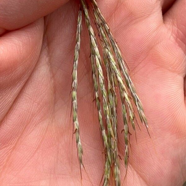 Dichanthium annulatum Blad