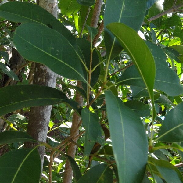 Alyxia spicata Leaf