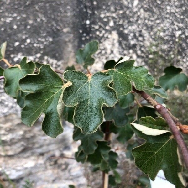 Fremontodendron californicum Ліст