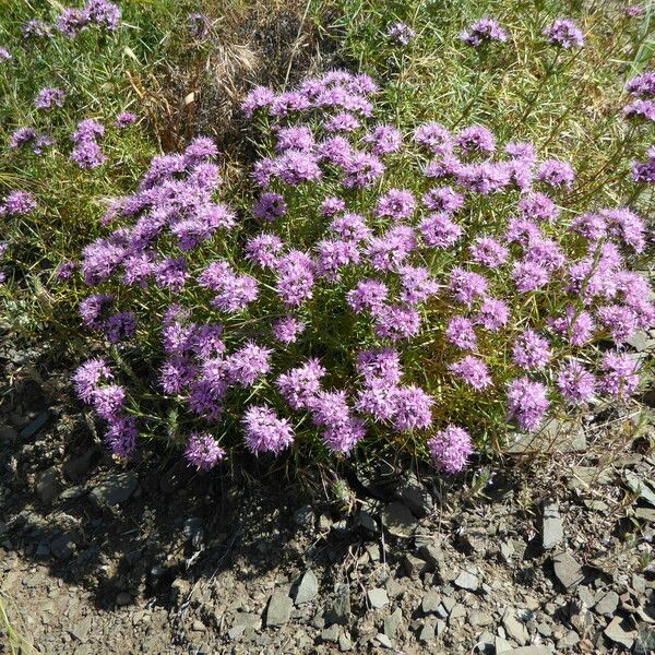 Acanthophyllum pungens Fleur