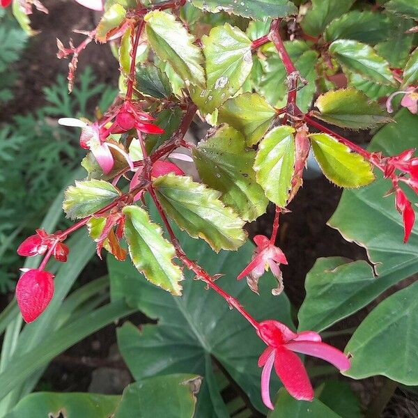 Begonia fuchsioides Flower