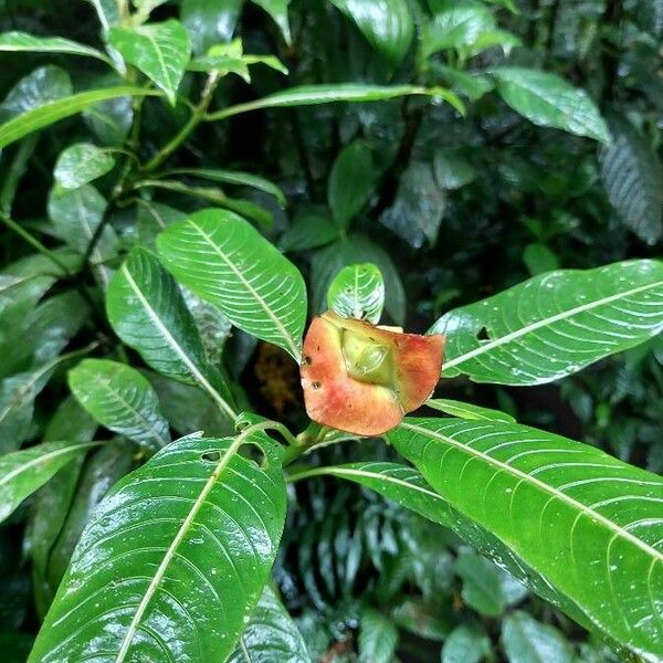 Psychotria poeppigiana Fleur