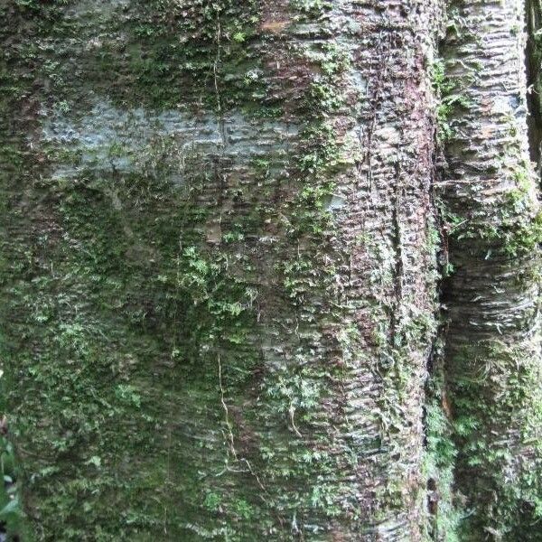 Monopteryx inpae Bark