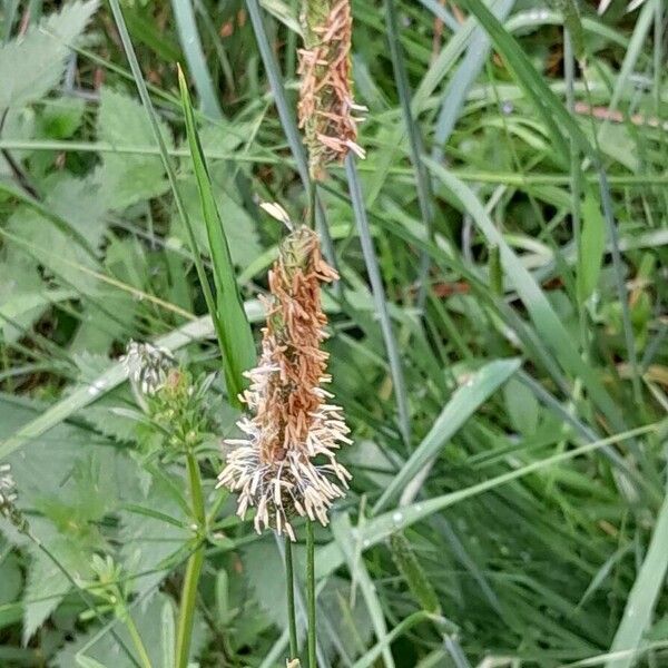 Alopecurus pratensis Blomma