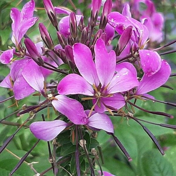 Cleome houtteana Кветка