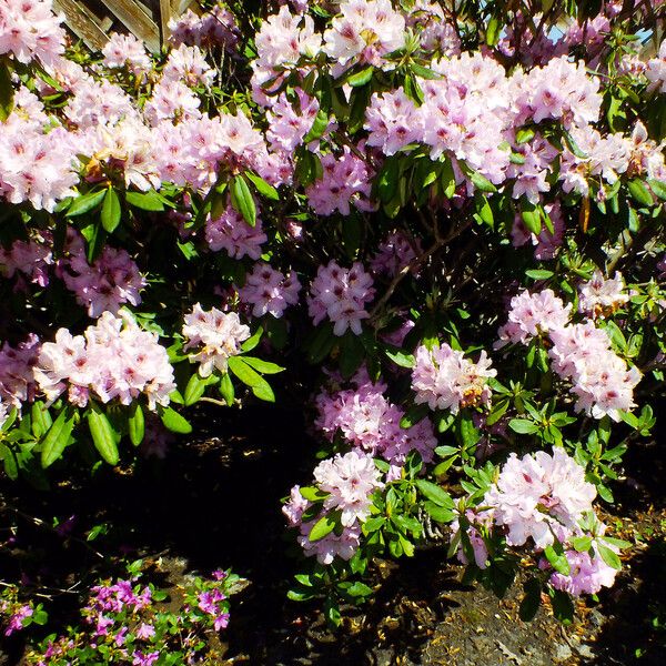 Rhododendron ponticum Tervik taim