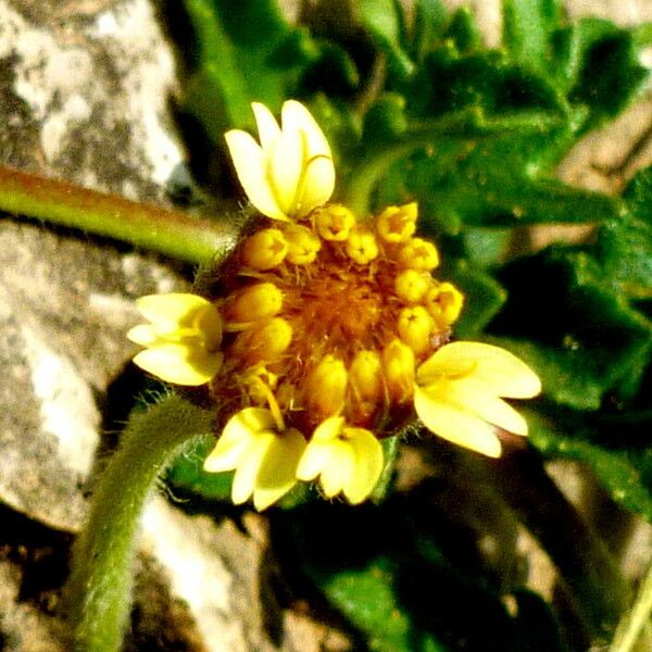 Tridax procumbens Floare