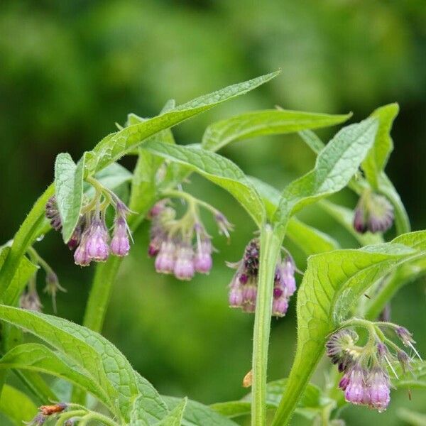 Symphytum officinale Leaf