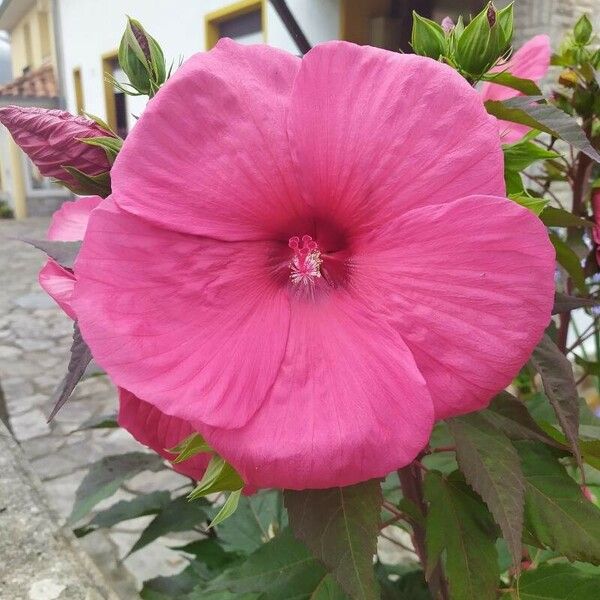 Hibiscus moscheutos Λουλούδι