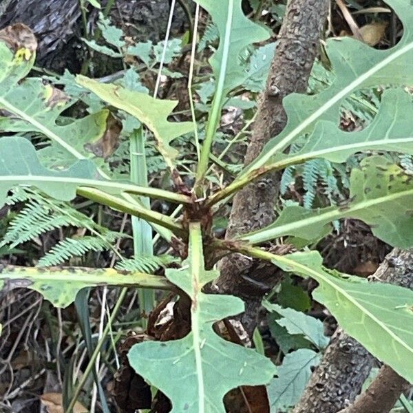 Sonchus fruticosus Blad