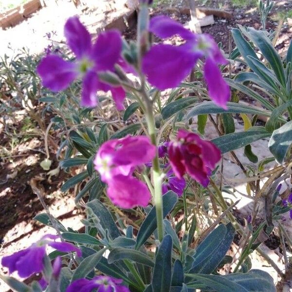 Matthiola incana Kukka