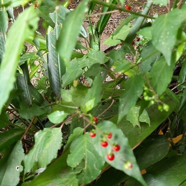 Rivina humilis Fruit