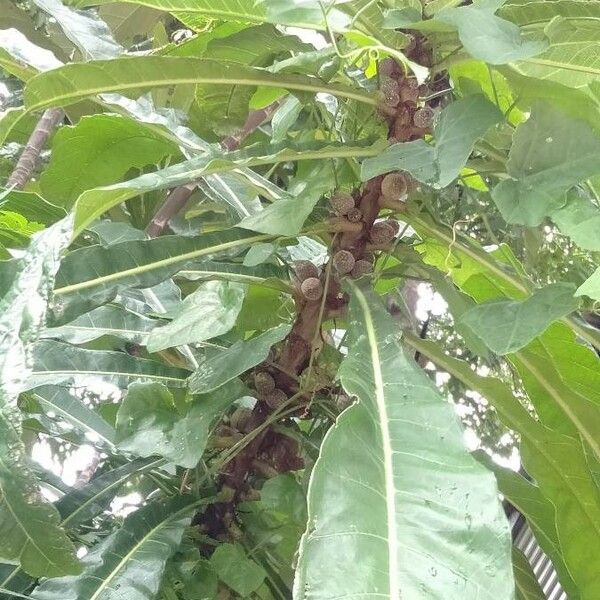 Ficus pseudopalma Frucht