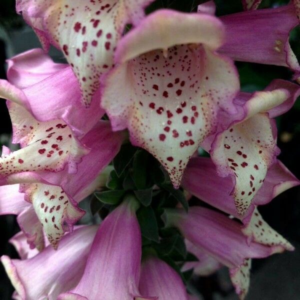 Digitalis purpurea Flower