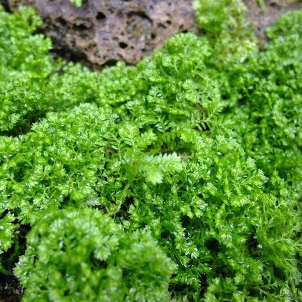 Selaginella kraussiana Diğer