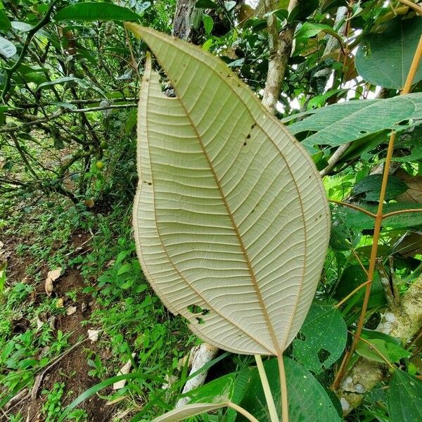 Miconia elata Leaf