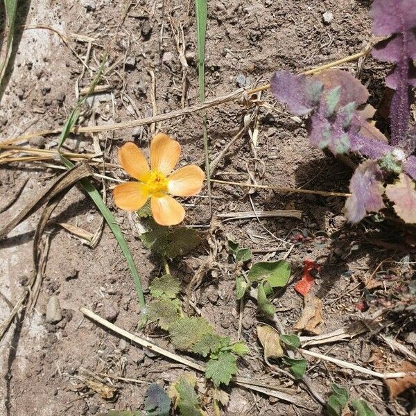 Modiolastrum malvifolium Cvet