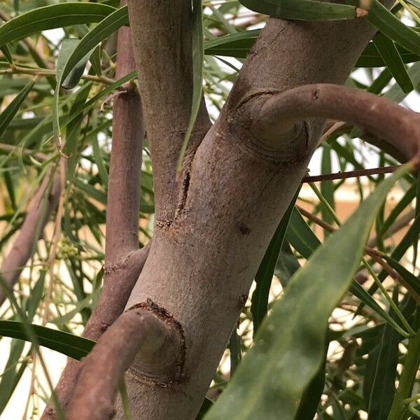 Acacia salicina Bark