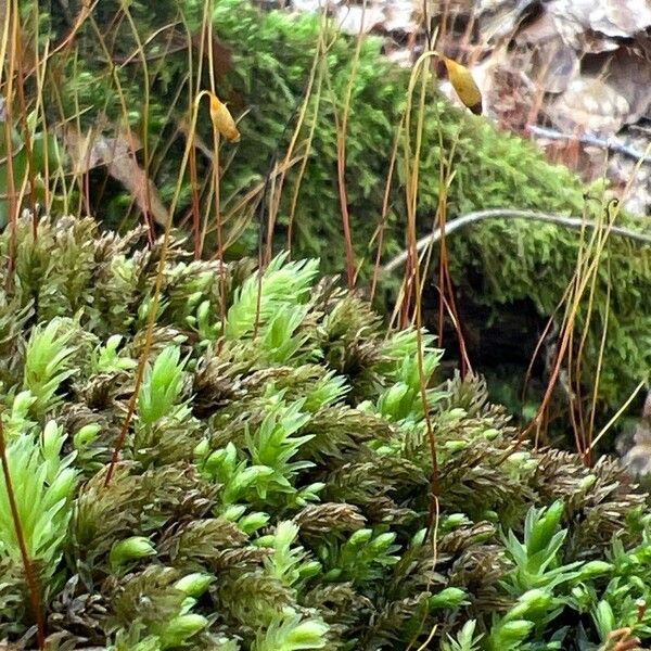 Saxifraga bronchialis Blüte