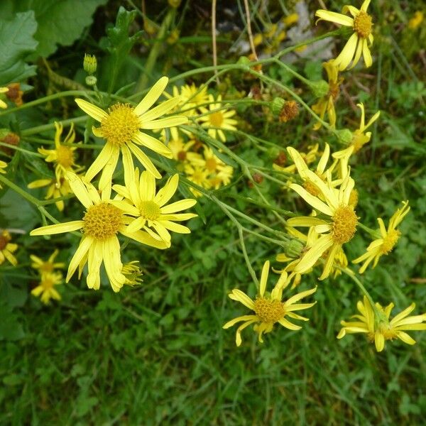 Jacobaea aquatica Blomst