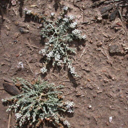 Cressa truxillensis Bark