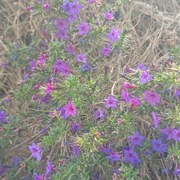 Lithodora fruticosa Flower