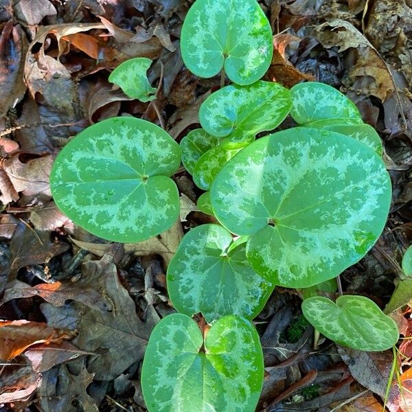 Asarum virginicum Lehti